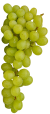 Uvas. Imagem: Pixabay_User maja7777_2673039_1920 (com alterações).